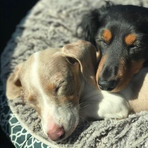 Meet your Posher, Owen